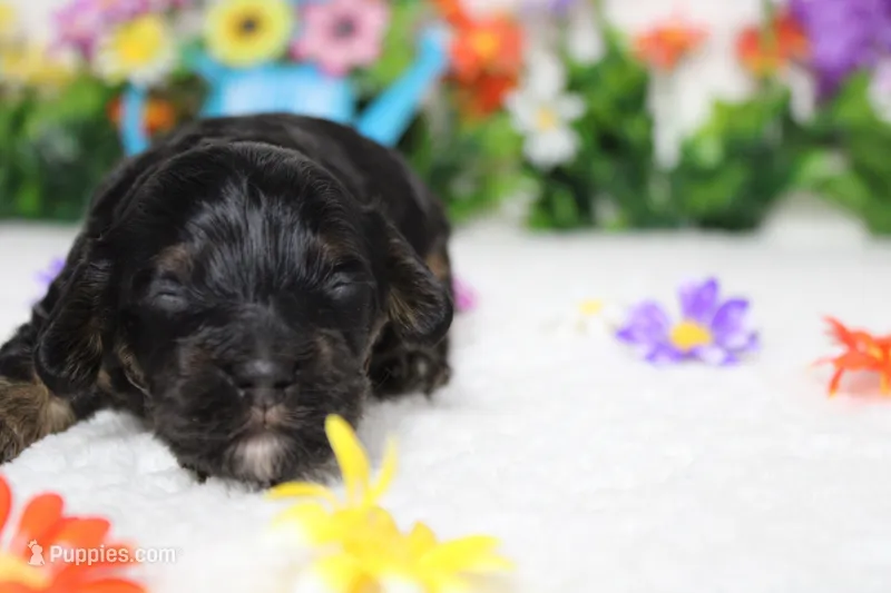 Ripple  – Cockapoo puppy for sale in Trenton, MO