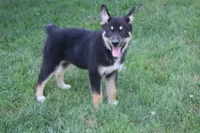 Magnolia , a male Siberian Husky and Miniature Aussiedoodle for sale in Trenton, MO – 5 of 8