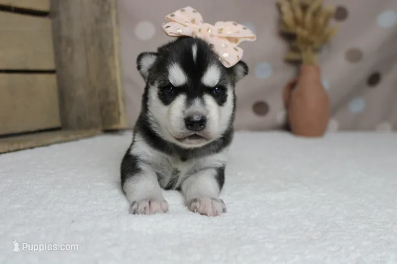 Freya  – Siberian Husky puppy for sale in Trenton, MO