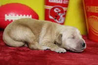 Guava, a male Golden Retriever for sale in Trenton, MO – 4 of 7