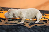 Athos , a male Havapoo for sale in Trenton, MO – 4 of 7
