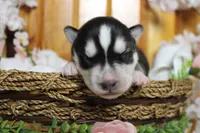 Koda , a male Siberian Husky for sale in Trenton, MO – 2 of 10
