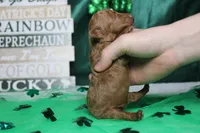 De Anna , a female Poodle - Miniature  for sale in Trenton, MO – Photo 6 of 7