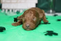 De Anna , a female Poodle - Miniature  for sale in Trenton, MO – Photo 2 of 7