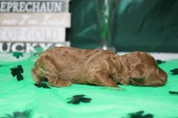 De Anna , a female Poodle - Miniature  for sale in Trenton, MO – Photo 5 of 7