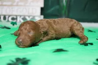 De Anna , a female Poodle - Miniature  for sale in Trenton, MO – Photo 3 of 7