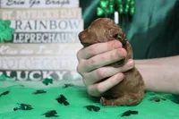 De Anna , a female Poodle - Miniature  for sale in Trenton, MO – Photo 7 of 7