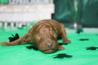 De Anna , a female Poodle - Miniature  for sale in Trenton, MO – Photo 1 of 7