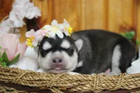 Freya , a female Siberian Husky for sale in Trenton, MO – 5 of 10