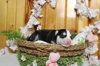 Atlas , a male Siberian Husky for sale in Trenton, MO – 4 of 10