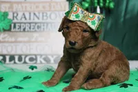 Pepper , a female Miniature Goldendoodle for sale in Trenton, MO – Photo 4 of 8