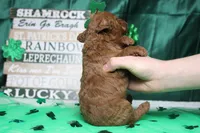 Pepper , a female Miniature Goldendoodle for sale in Trenton, MO – Photo 7 of 8