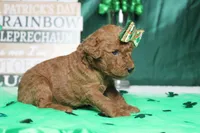 Pepper , a female Miniature Goldendoodle for sale in Trenton, MO – Photo 6 of 8