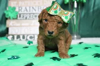 Pepper , a female Miniature Goldendoodle for sale in Trenton, MO – Photo 2 of 8