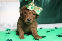 Pepper , a female Miniature Goldendoodle for sale in Trenton, MO – Photo 3 of 8