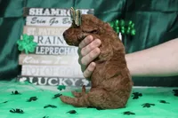 Pepper , a female Miniature Goldendoodle for sale in Trenton, MO – Photo 8 of 8