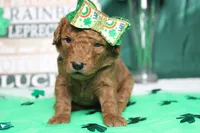 Pepper , a female Miniature Goldendoodle for sale in Trenton, MO – Photo 1 of 8