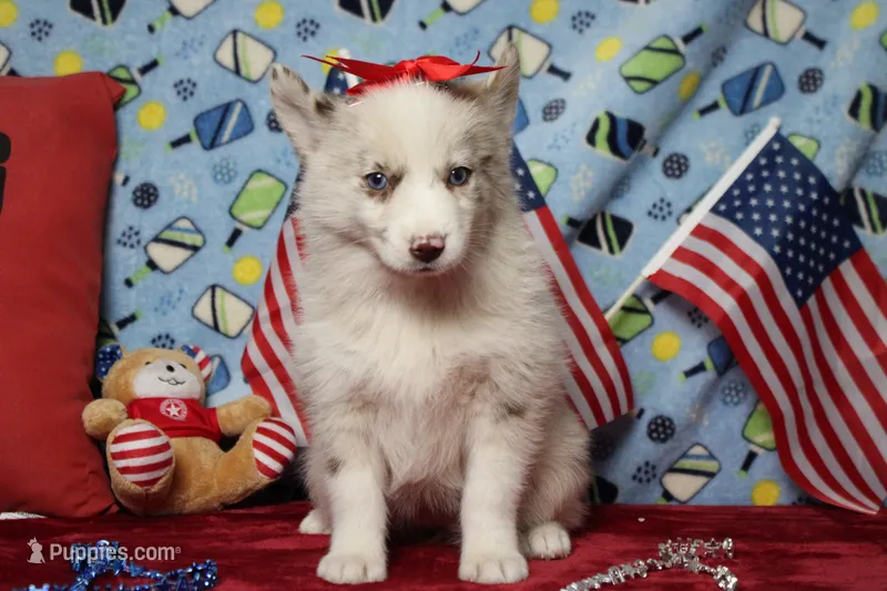 Muffy  – Pomsky puppy for sale in Trenton, MO