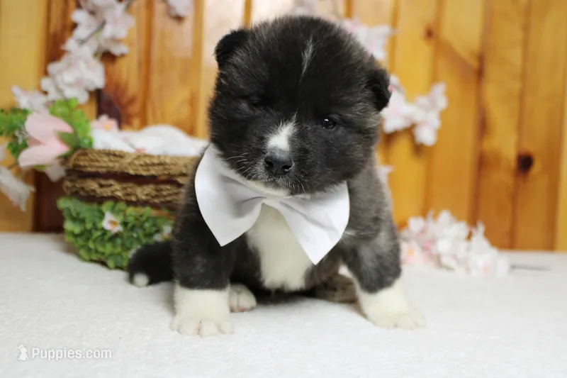 Gala – Akita puppy for sale in Trenton, MO