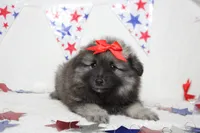 Anna , a female Keeshond for sale in Trenton, MO – 5 of 10