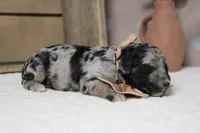 Spot, a male Miniature Aussiedoodle for sale in Trenton, MO – 6 of 10