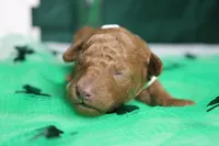 Rufus , a male Poodle - Miniature  for sale in Trenton, MO – Photo 3 of 9