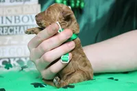 Rufus , a male Poodle - Miniature  for sale in Trenton, MO – Photo 9 of 9