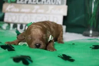 Rufus , a male Poodle - Miniature  for sale in Trenton, MO – Photo 1 of 9