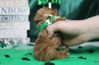 Rufus , a male Poodle - Miniature  for sale in Trenton, MO – Photo 8 of 9