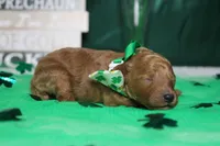 Rufus , a male Poodle - Miniature  for sale in Trenton, MO – Photo 7 of 9