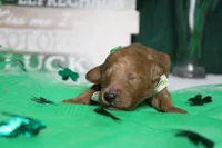 Rufus , a male Poodle - Miniature  for sale in Trenton, MO – Photo 2 of 9