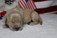 Challah , a male Golden Retriever for sale in Trenton, MO – 3 of 8