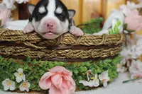 Storm , a male Siberian Husky for sale in Trenton, MO – 3 of 10