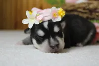 Kira , a female Siberian Husky for sale in Trenton, MO – 7 of 9