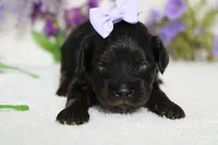 Pandora , a female Poodle - Toy  for sale in Trenton, MO – 1 of 10