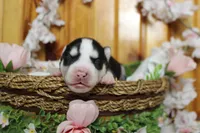 Atlas , a male Siberian Husky for sale in Trenton, MO – 2 of 10