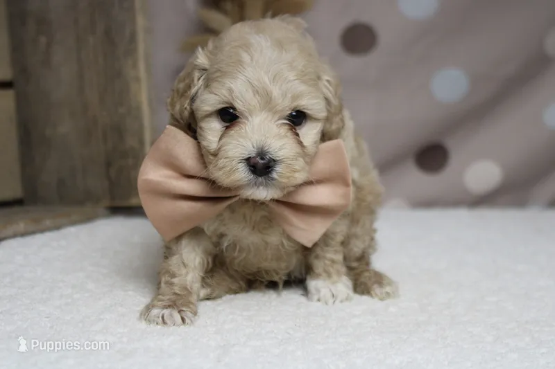 Charlie  – Poodle - Toy , Havapoo puppy for sale in Trenton, MO