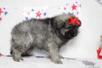 Anna , a female Keeshond for sale in Trenton, MO – 9 of 10