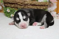 Storm , a male Siberian Husky for sale in Trenton, MO – 9 of 10
