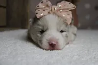 Muffy , a female Pomsky for sale in Trenton, MO – 2 of 10