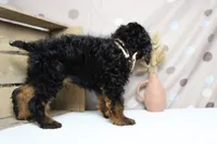 Toffee , a male Cockapoo for sale in Trenton, MO – 9 of 9