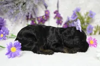 Hazel , a female Poodle - Toy  for sale in Trenton, MO – 6 of 8