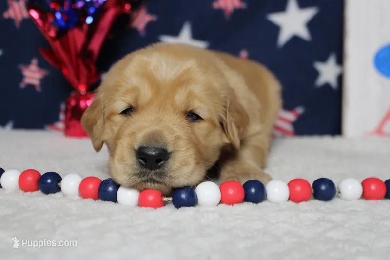 Pumpernickel  – Golden Retriever puppy for sale in Trenton, MO