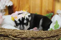 Kira , a female Siberian Husky for sale in Trenton, MO – 1 of 9