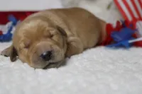 Bagel , a male Golden Retriever for sale in Trenton, MO – 4 of 10