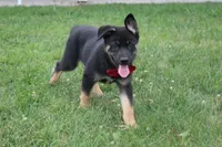 Pine , a male Siberian Husky and Miniature Aussiedoodle for sale in Trenton, MO – 2 of 10