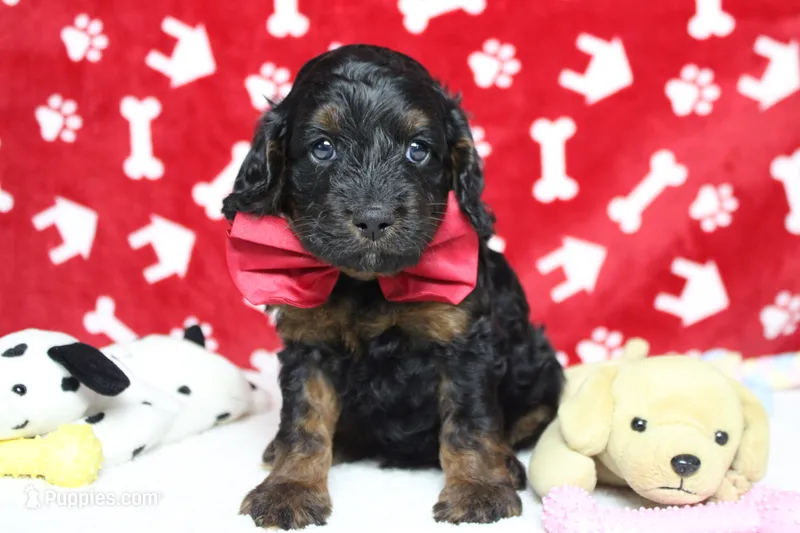 Toffee  – Cockapoo puppy for sale in Trenton, MO