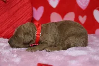 Fanta, a male Miniature Goldendoodle for sale in Trenton, MO – Photo 4 of 8