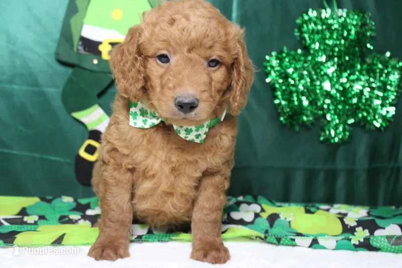 Fanta – Miniature Goldendoodle puppy for sale in Trenton, MO