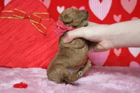 Fanta, a male Miniature Goldendoodle for sale in Trenton, MO – Photo 7 of 8